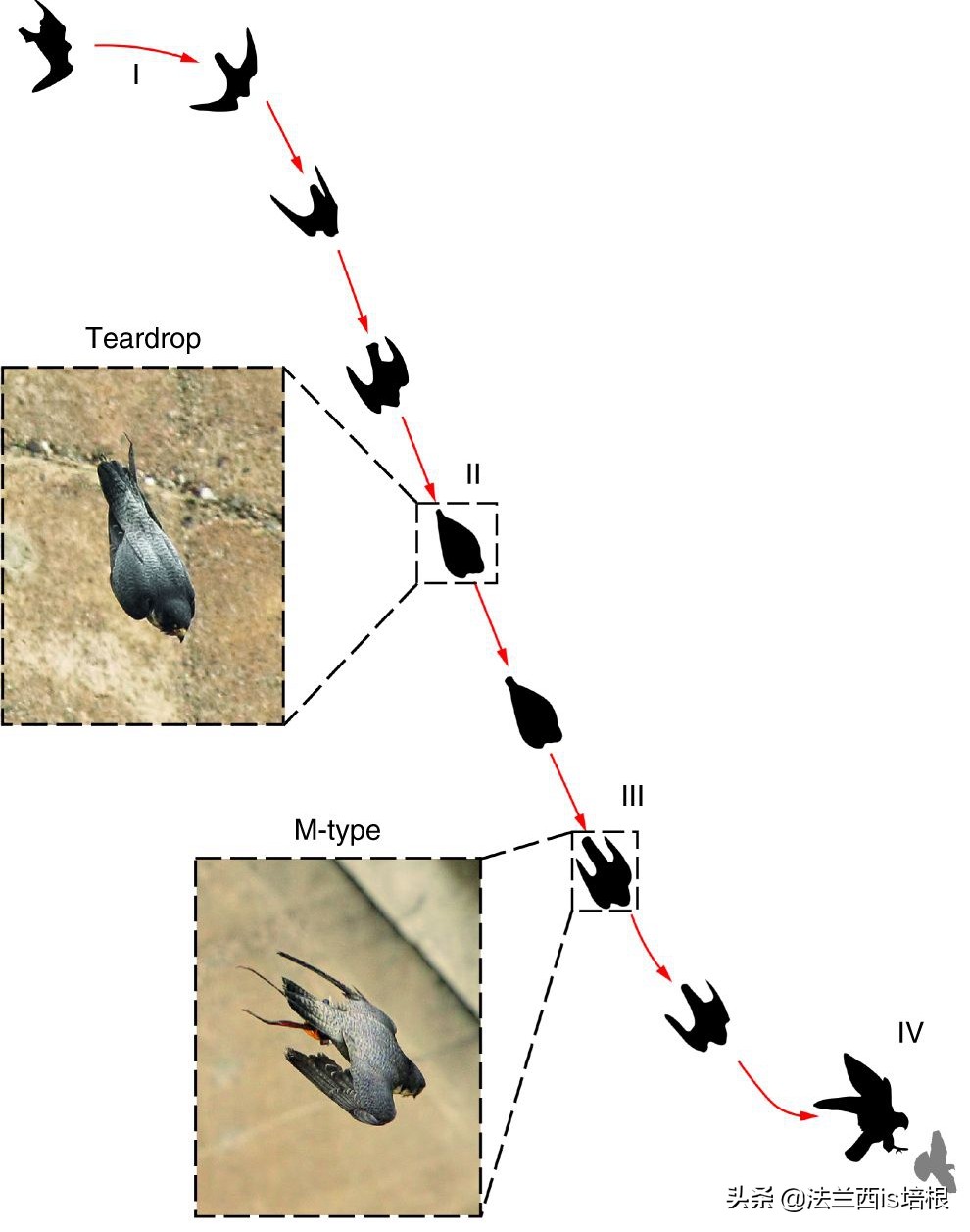 游隼为什么能飞那么快?绝招破解气流分离难题,加速无极限