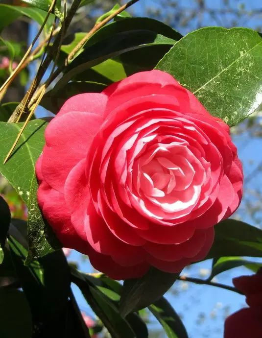 中国十大名花惊艳千年,中国十大名花美极了