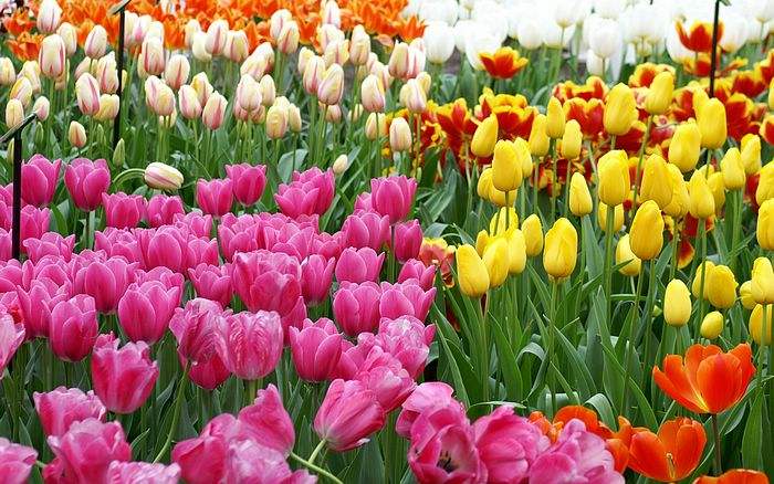 世界花都荷兰，究竟有多爱花？一朵郁金香抵十年工资