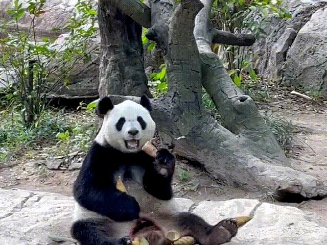 广州长隆野生动物园游玩攻略最新,长隆野生动物园亲子游三天