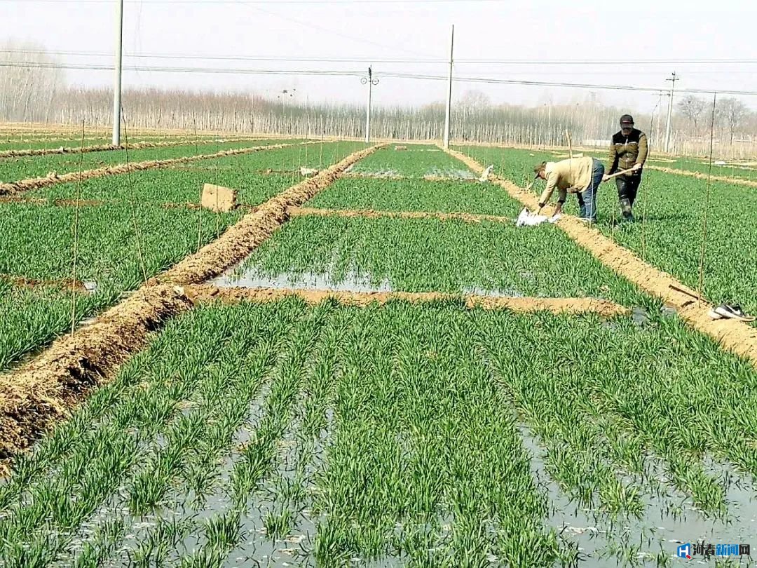 玉州区春耕生产有保障,西峰区四项措施保春耕促生产
