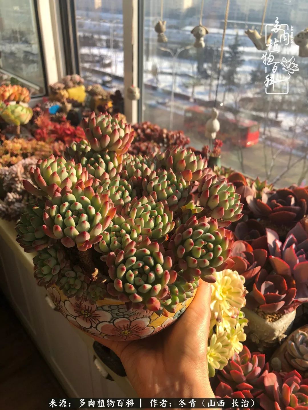 阳台养多肉徒长怎么办,阳台养多肉养殖方法和注意事项