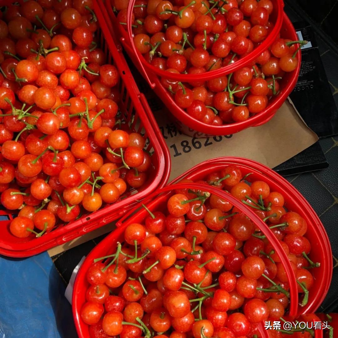 成都市恩桃儿,恩桃成都