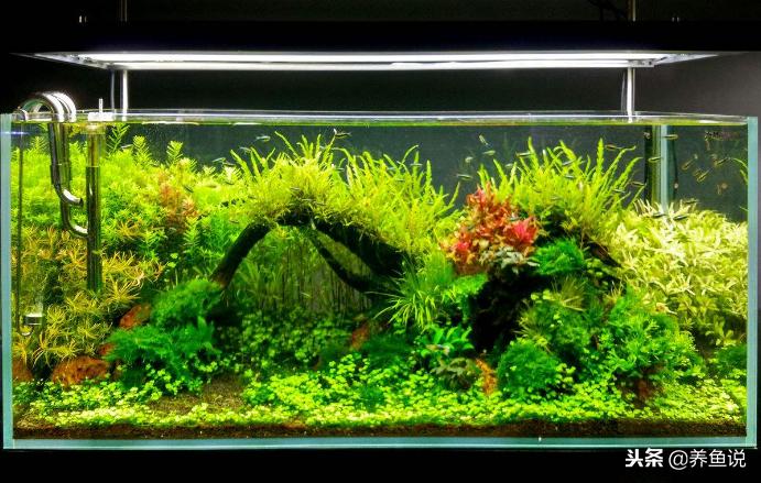 鱼缸多久清洗一次褐藻,鱼缸多久清洗一次滤材合适