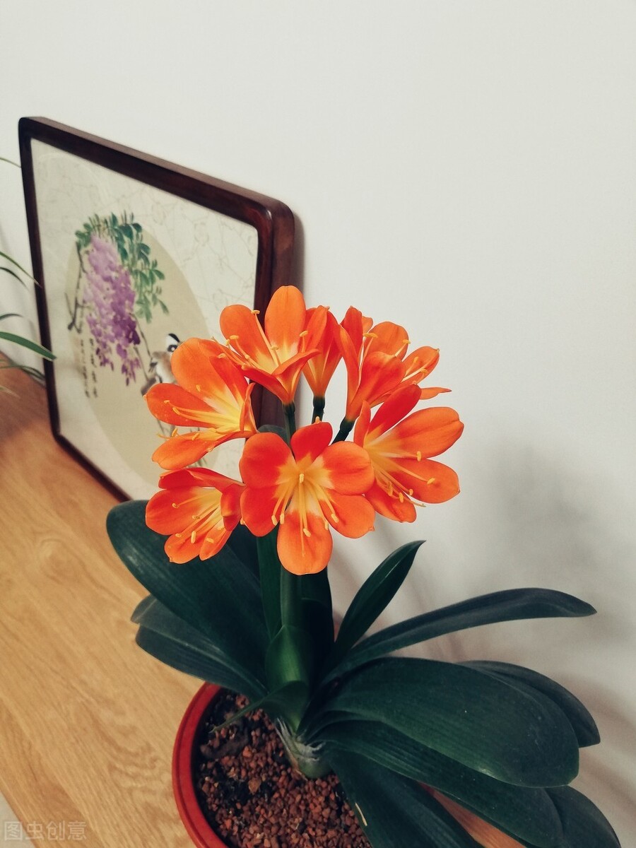 君子兰夏天的养殖方法和技巧,君子兰如何度夏最好养