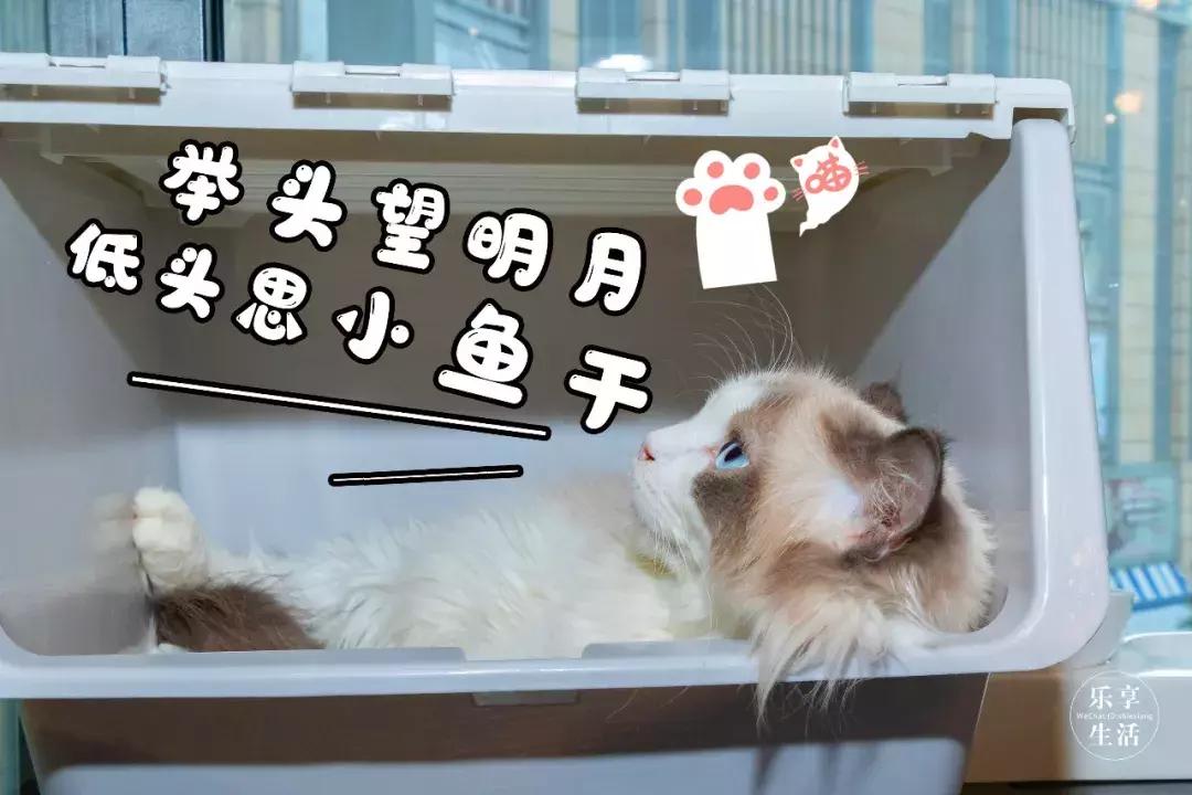 19.9包邮毛绒羊驼,羊驼9.9元秒杀直播