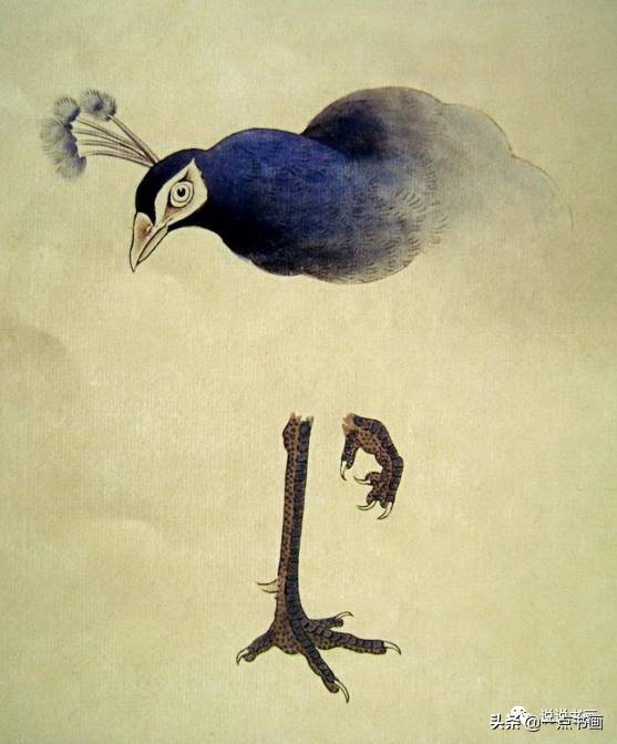工笔国画孔雀画高清大图,工笔孔雀的画法步骤