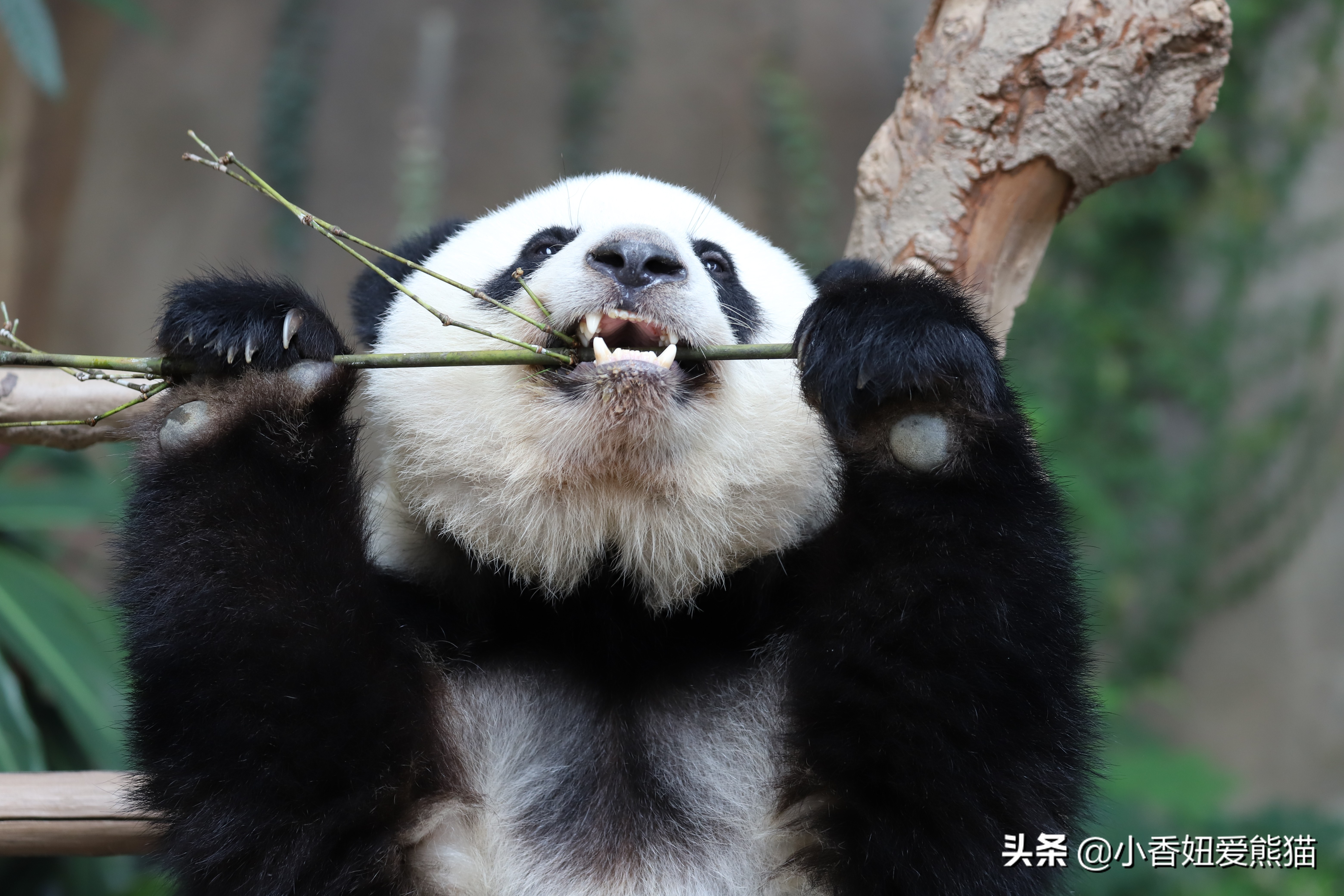 熊猫谊谊出生,马来西亚熊猫谊谊视频