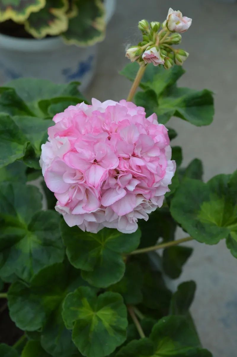 这种花别乱浇水水越多越不开花,这种花不怕冷好养易活