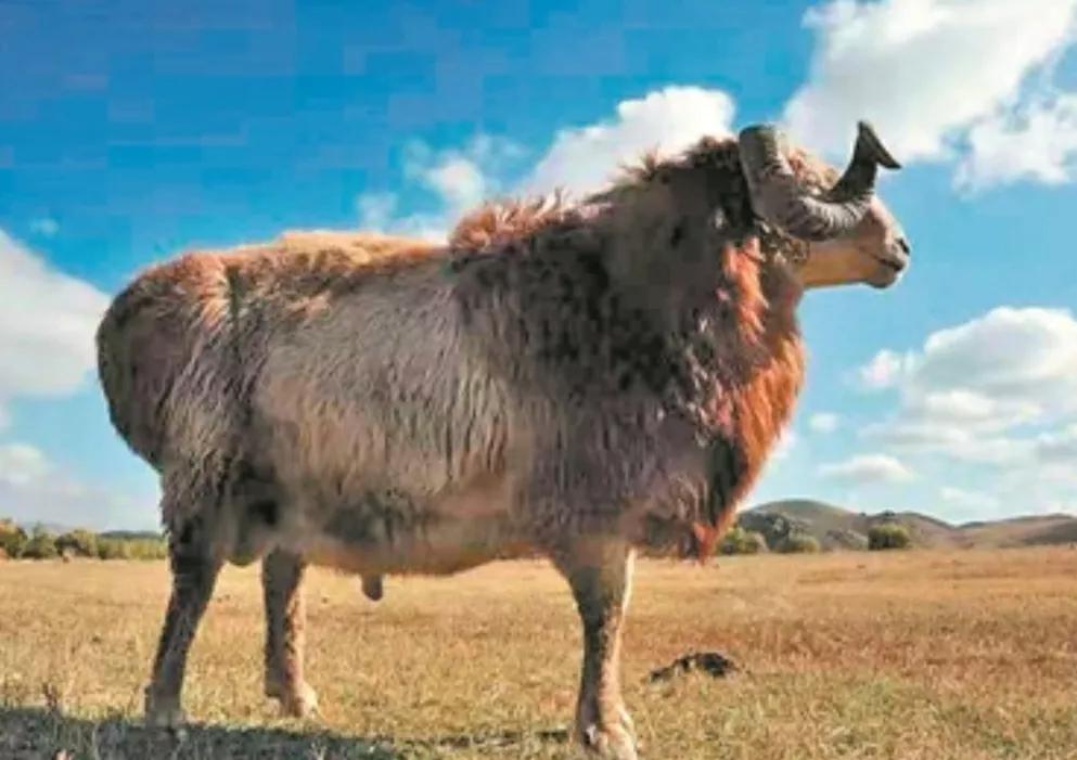 最好吃的羊肉是什么品种羊,正宗新疆羊