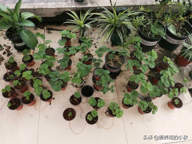 夏天草莓长藤会结果么,夏天草莓生出一条长茎怎么处理