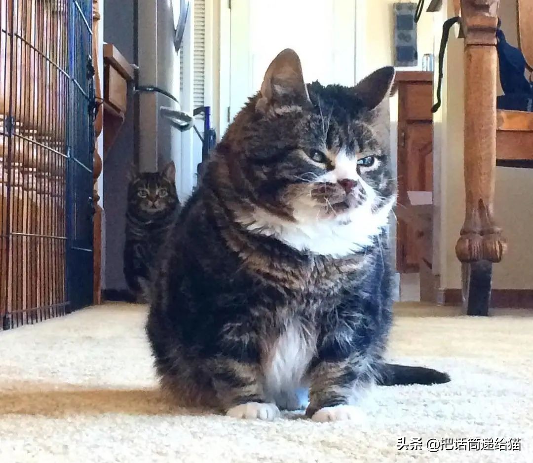 猫兄妹可爱视频,矮脚猫兄妹