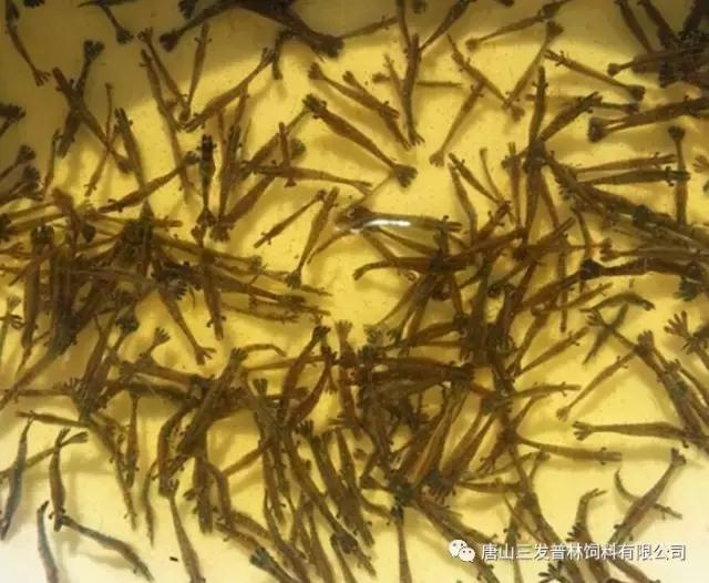 斑节虾是淡水养殖还是海水养殖,微正斑节虾养殖