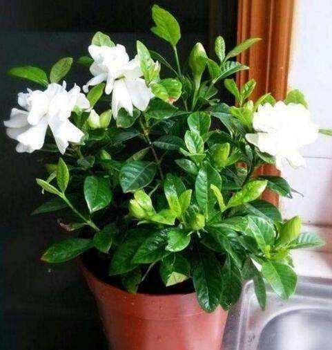 栀子花买回来怎么做,栀子花刚买回来水培怎么弄