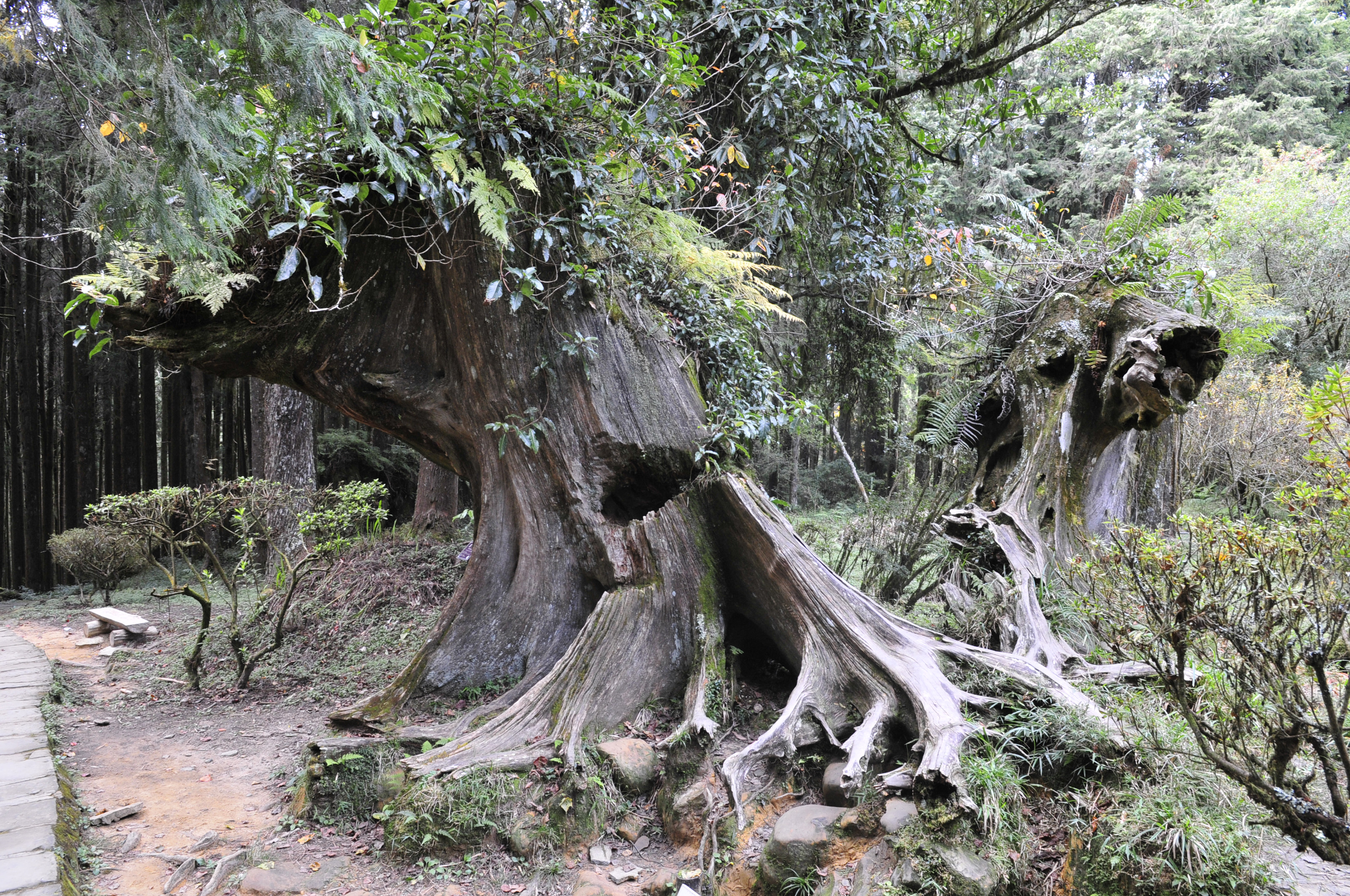 阿里山的故事告诉我们什么,台湾古树的故事