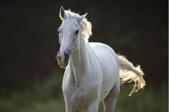 美聚智造:马油为什么这么火爆?知道它的功效后小仙女都忍不住了