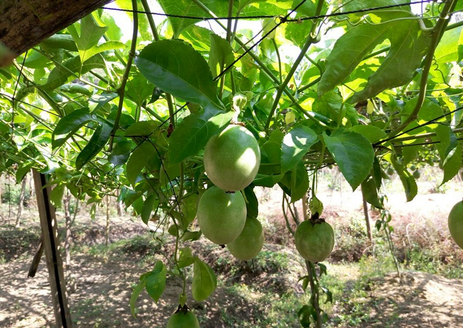 黄皮果树盆栽的养护方法,果树盆栽用什么好养根