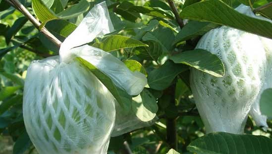 番石榴蓟马怎么治,石榴花期如何防治蓟马