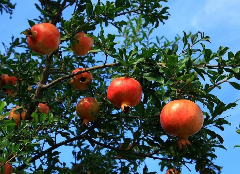 想要石榴开花春季能修剪吗,石榴树要想快速结果