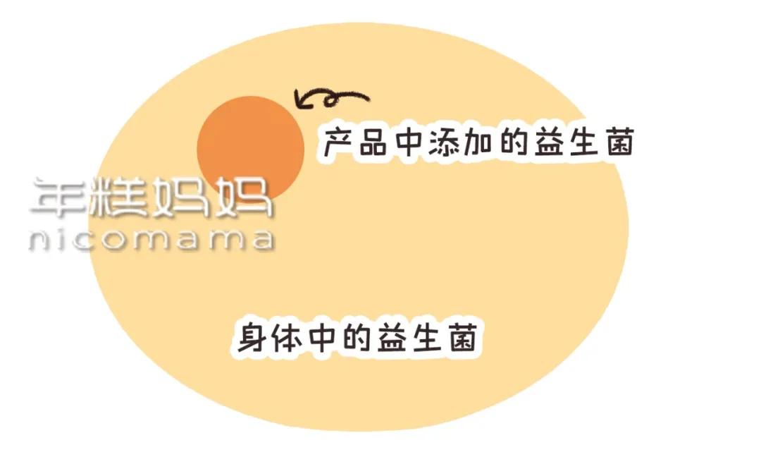 乳酸菌、益生元、益生菌是什么？分清这几点，让你少花冤枉钱