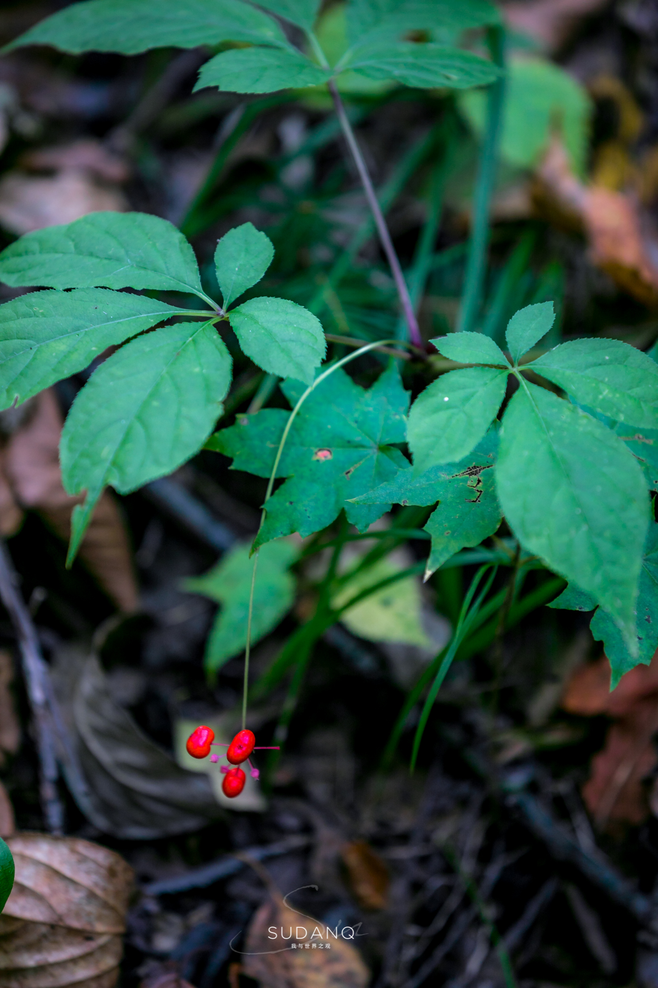 长白山百年野生人参为什么贵,长白山人参最好在哪里