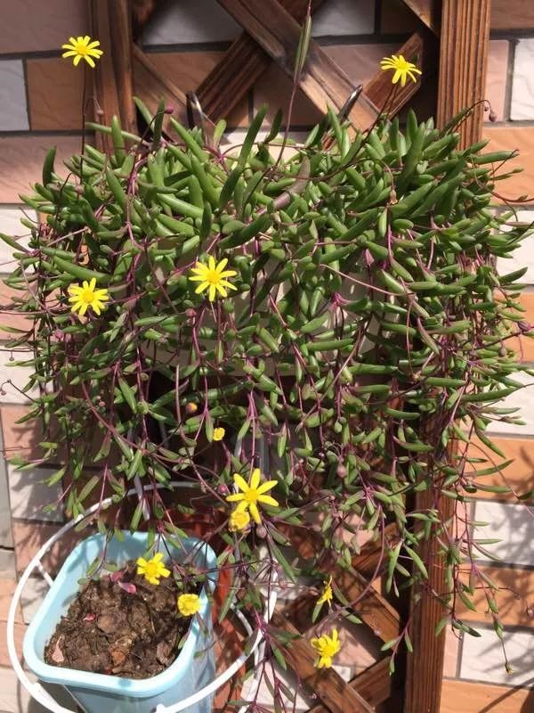 八种好看又好养的多肉，看看你家养了几种？