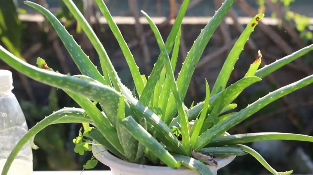 大盆适合种植芦荟,养好一盆芦荟其实很简单