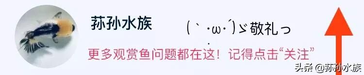 斑马鱼的饲养方法和技术,斑马鱼幼鱼饲养方法