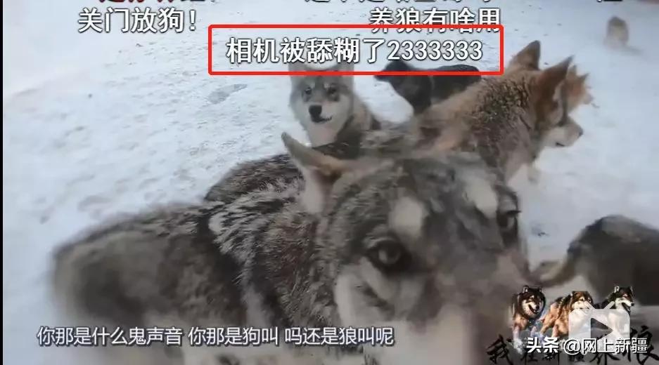 这位“女汉子”在*疆新**，把狼养成了哈士奇，就是经常揍狼的那个