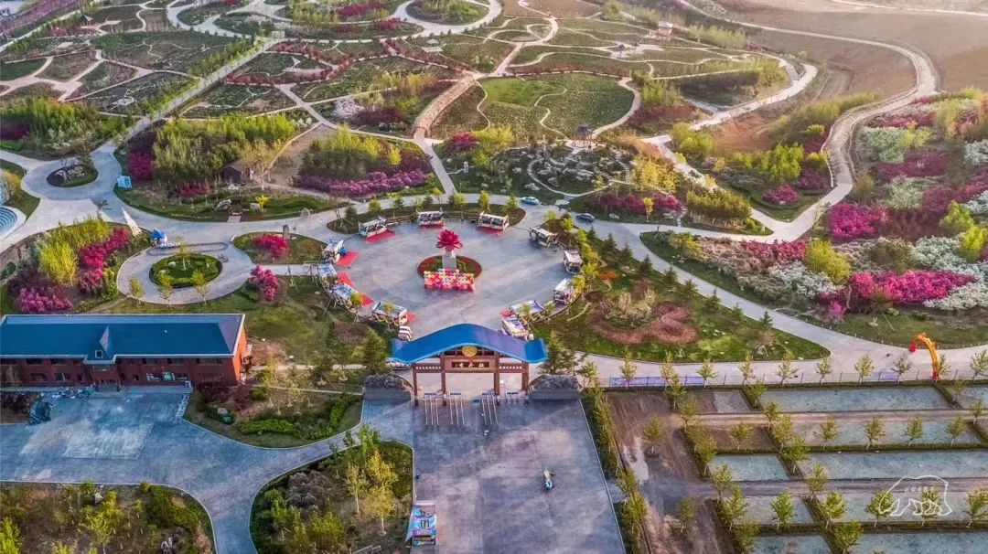 华酝牡丹园紫藤花,华酝牡丹园格桑花