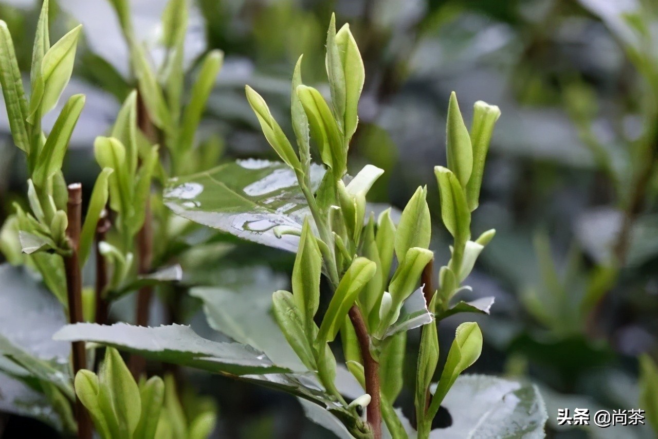 惊蛰与茶,惊蛰喝什么茶养生