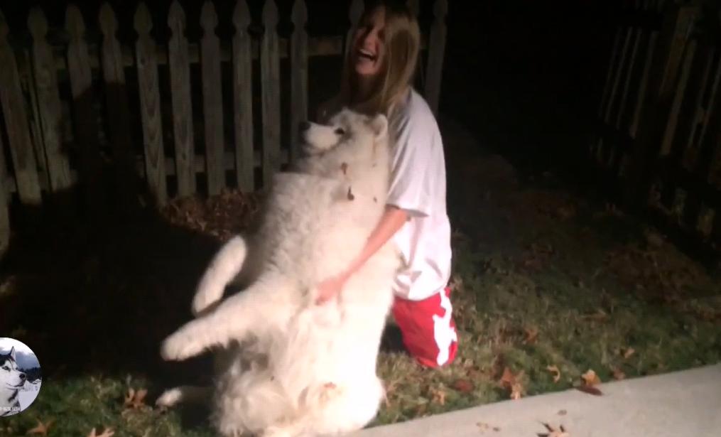 大白狗在公园交了“女友”，拒绝跟主人回家：感觉失恋了