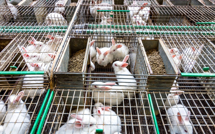 肉兔养殖驱虫方法,养兔平时喂什么药预防疾病