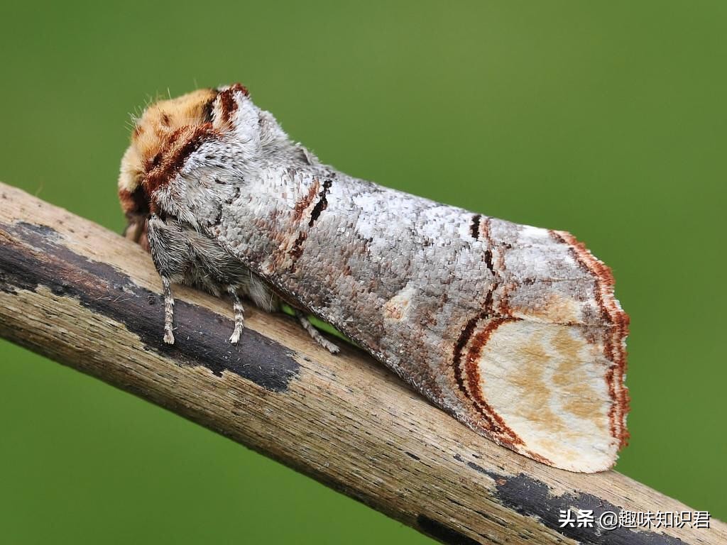 趣味又热门的冷知识大全,新鲜冷知识视频教程