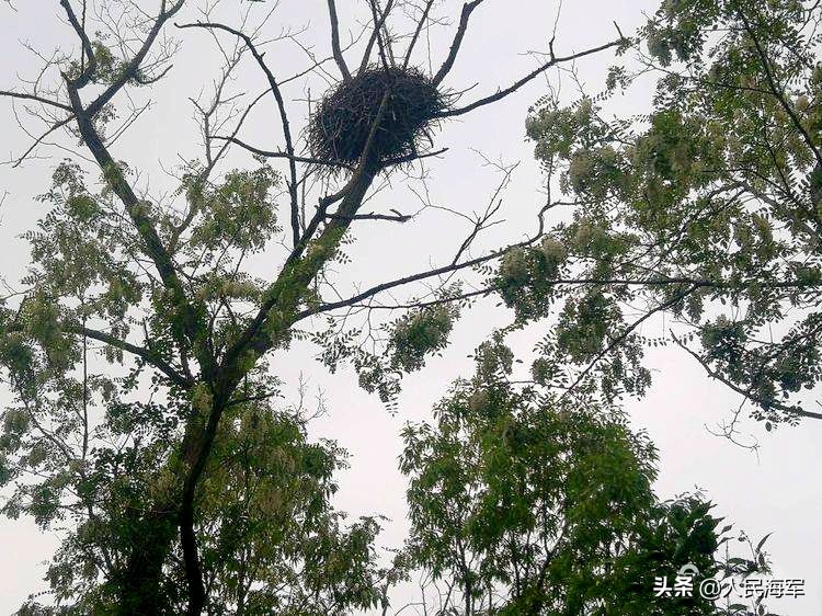 当年的阵地不在了，但海岸炮兵心中的军魂仍在