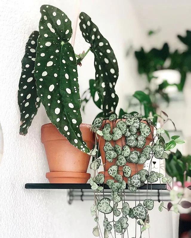 10片叶子的绿植,室内绿植盆栽一元