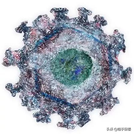 猫也有艾滋，不传人还可能不发病，关于“猫艾滋”你了解多少？