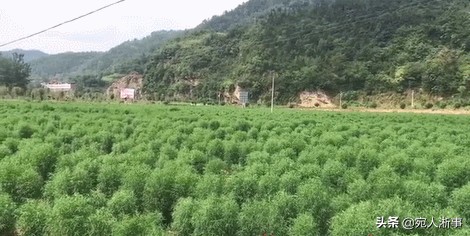 农村扫把价格,山东一村庄卖扫帚年产超值5千万