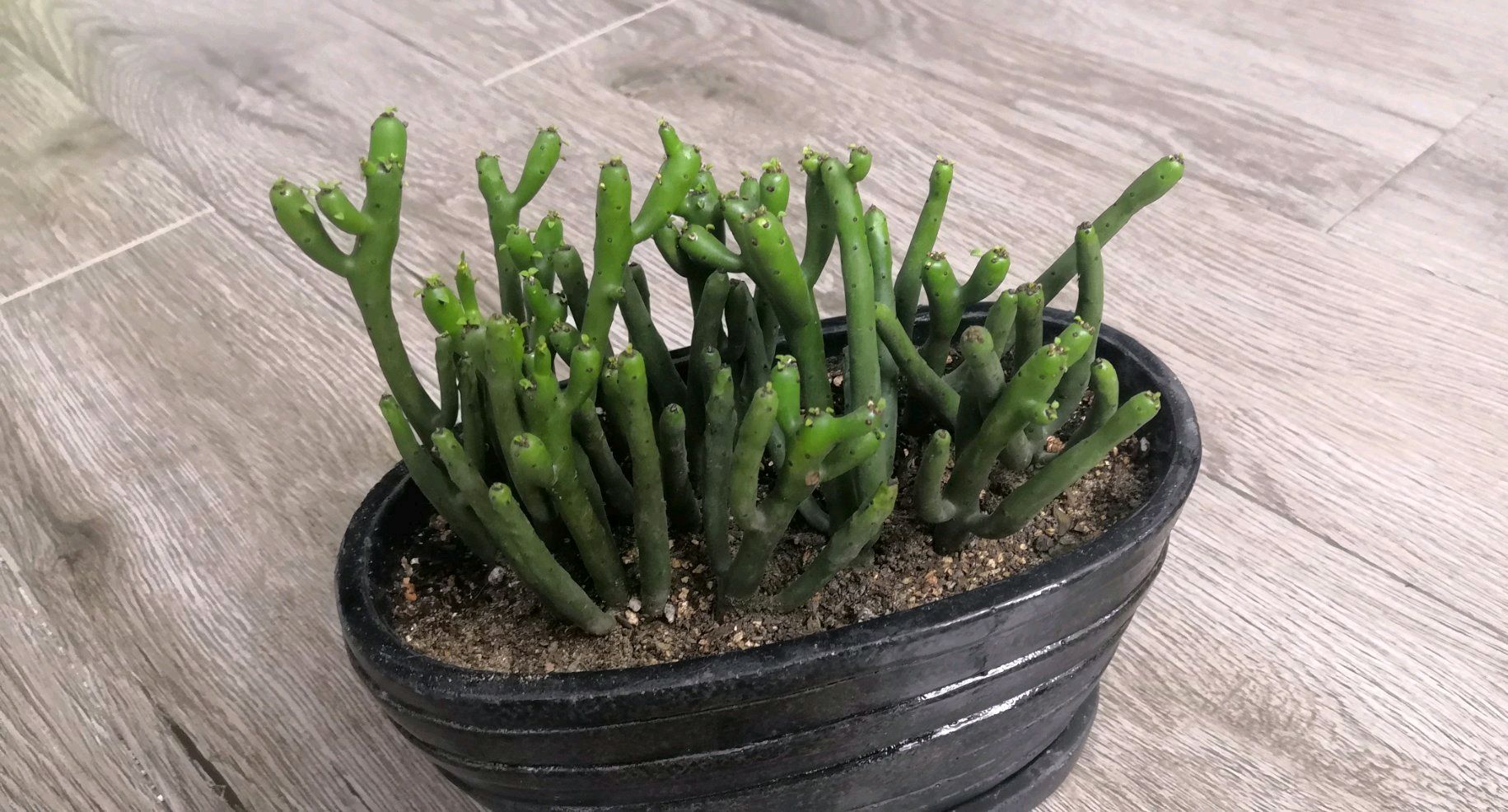 光棍树烂根了怎么补救,光棍树如何修