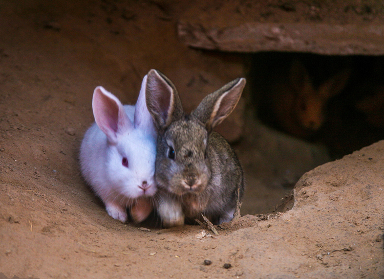 养兔怎么抗球虫病,兔梭菌性肠炎怎么治