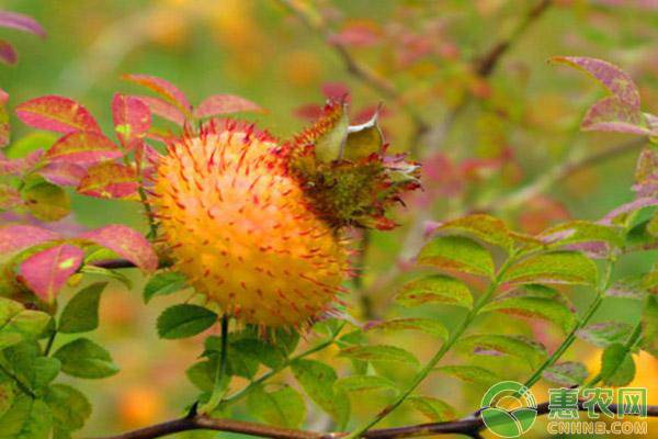 金刺梨苗多少钱一棵,正宗金刺梨鲜果多少钱一斤