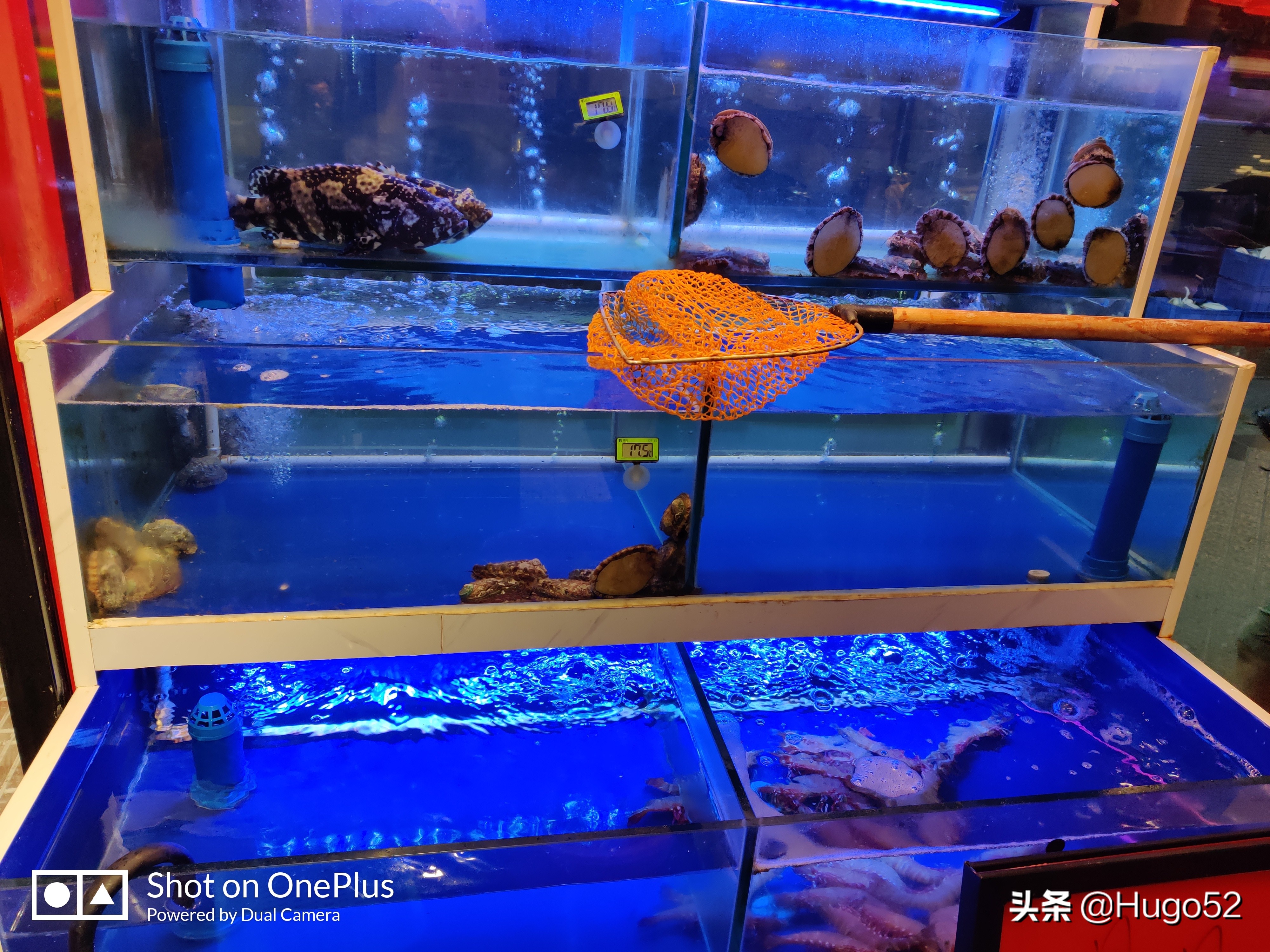 正宗花胶鸡浓汤,花胶鸡好吃汤好喝