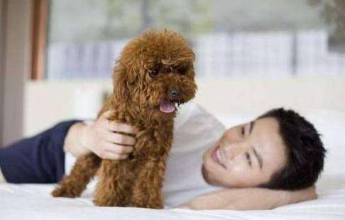 泰迪的5个怪异事,泰迪犬的5个坏习惯