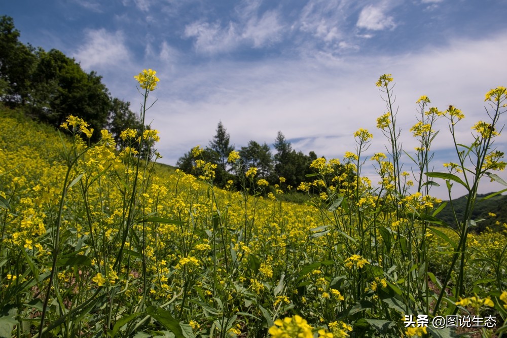 农村大山发现一尊山体大佛,本溪大峡谷天然石佛