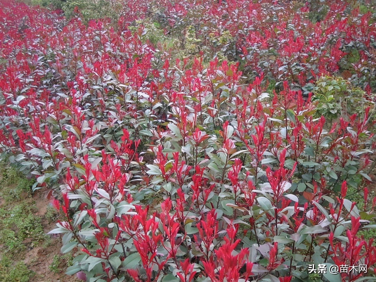 红叶石楠扦插枝条修剪工具,红叶石楠修剪技巧和方法