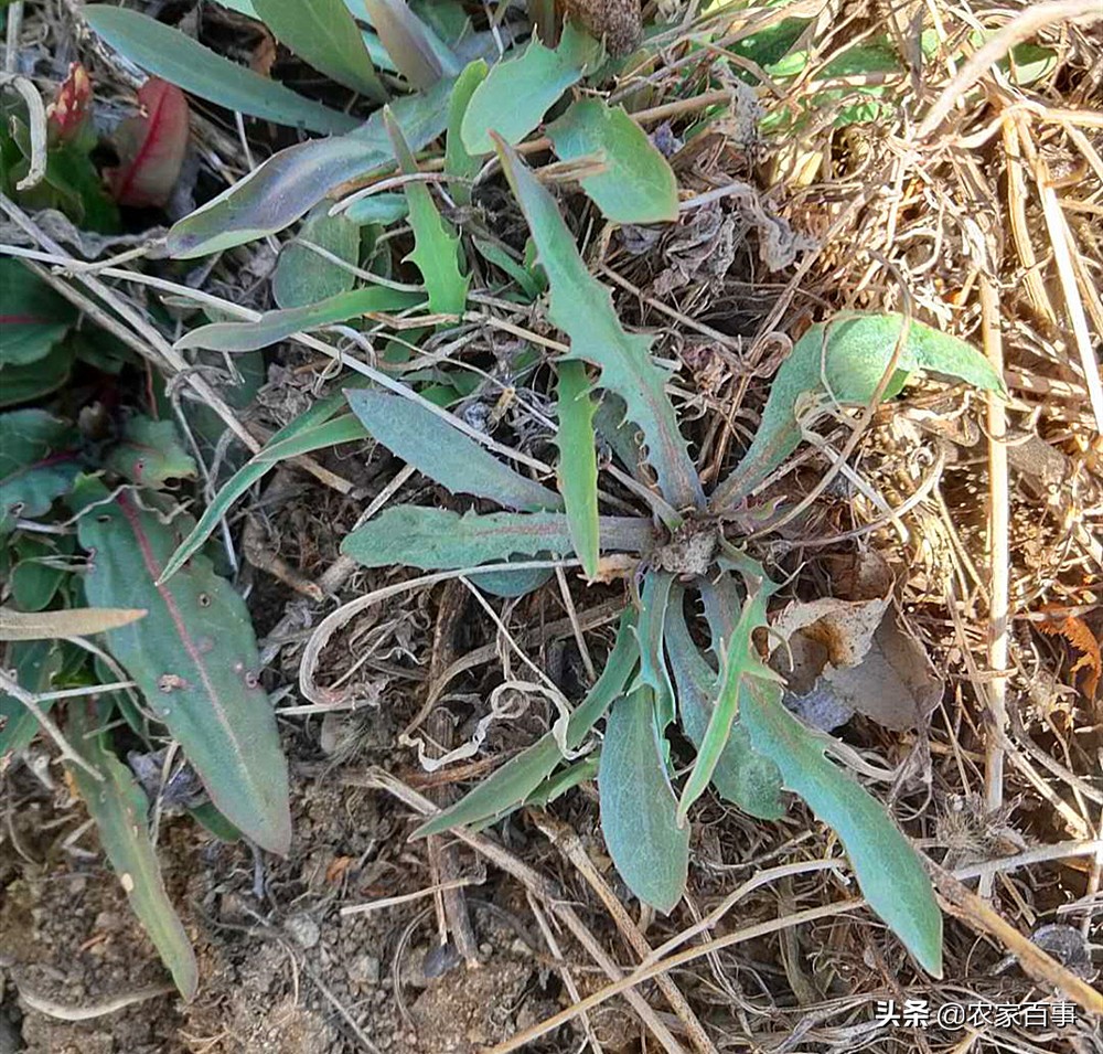 农村田野的野菜,农村菜地里一种野菜酸酸甜甜的