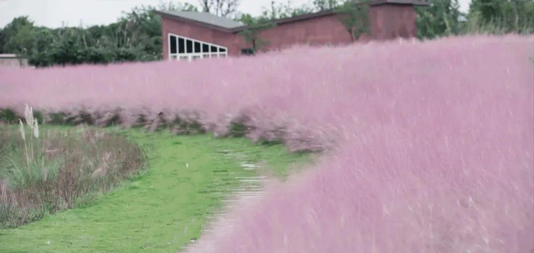 粉黛乱子草红了！成都周边这6个地方，不收门票这周就能去