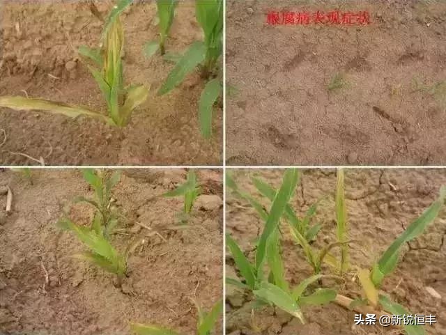 甜糯玉米各时期的病虫害,玉米苗期常见病虫害有哪些