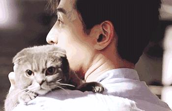 养猫党的十件事,新手养猫必须做的十件事