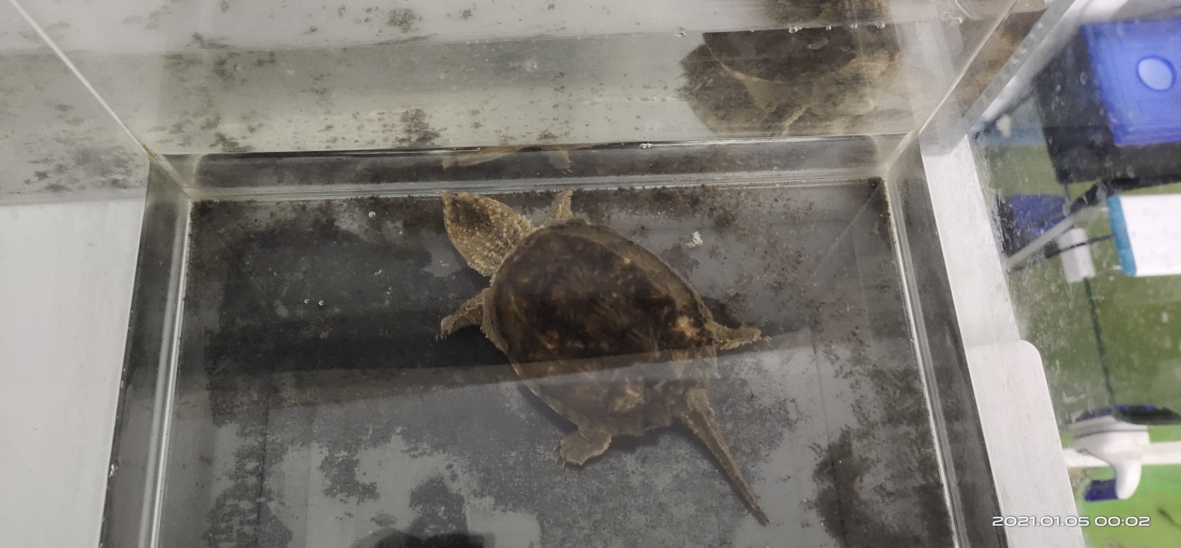 养乌龟冬眠是粗沙还是细沙好,乌龟冷水冬眠和泥土冬眠哪个好